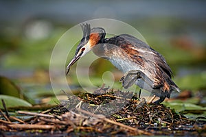 The great crested grebe - Podiceps cristatus, on the nest. Wildlife scene from Danube delta photo