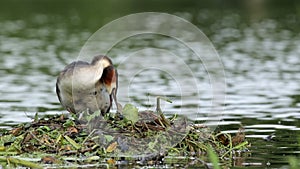 Great crested grebe (Podiceps cristatus) nesting