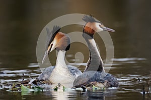 Great Crested Grebe (Podiceps cristatus) photo