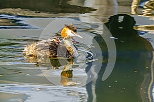 Great Crested Grebe (Podiceps cristatus) parent carrying chicks on it's back, taken in London