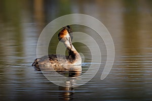 Great Crested Grebe (Podiceps cristatus)