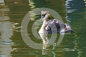 Great Crested Grebe (Podiceps cristatus) riding comfortably on their parents back