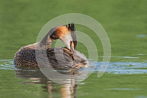 Great Crested Grebe (Podiceps cristatus) on a river