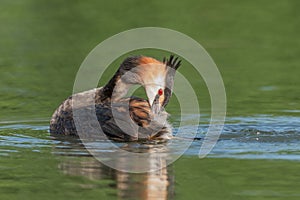 Great Crested Grebe (Podiceps cristatus) on a river