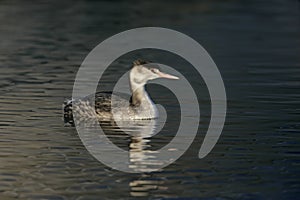 Great-crested grebe, Podiceps cristatus