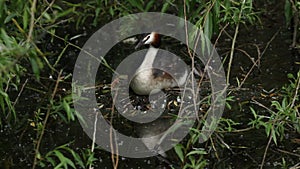 A Great crested Grebe, Podiceps cristatus, is sitting on its nest keeping the chicks warm, when the other Grebe swims in with food