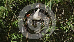 A Great crested Grebe, Podiceps cristatus, is sitting on its nest keeping the chicks warm, when the other Grebe swims in with food