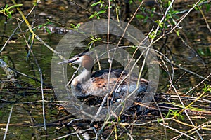 Great crested grebe, podiceps cristatus, sitting on a nest