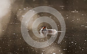 Great crested grebe (Podiceps cristatus) swimming on a lake