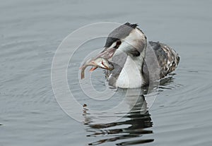 A Great crested Grebe, Podiceps cristatus, swimming on a lake with a perch fish in its beak, which it has just caught and is about