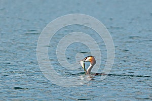 A Great crested Grebe, Podiceps cristatus, swimming on a lake with a perch fish in its beak, which it has just caught and is about