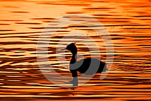 Great Crested Grebe, Podiceps cristatus, swimming on a lake at sunset