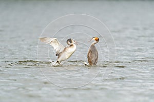 Great Crested Grebe (Podiceps cristatus) about to attach a rival, taken in London, England