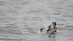 Great Crested Grebe (Podiceps cristatus). Two male grebes are fighting for the right to start a family