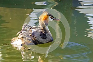 Great Crested Grebe (Podiceps cristatus) watching it's parent tail while riding on it's back, taken in London