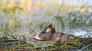 Great crested grebe, podiceps cristatus, water bird sitting on the nest