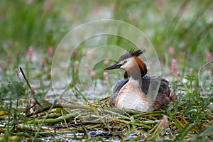 Great Crested Grebe, Podiceps cristatus, water bird sitting on the nest