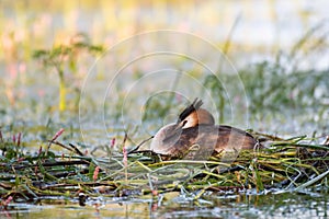 Great Crested Grebe, Podiceps cristatus, water bird sitting on the nest