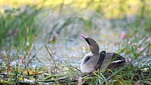 Great Crested Grebe, Podiceps cristatus, water bird sitting on the nest. The chick looks out from under the wing