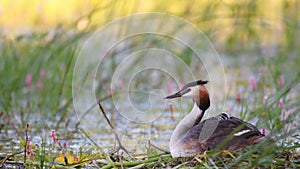 Great Crested Grebe, Podiceps cristatus, water bird sitting on the nest. The chick looks out from under the wing