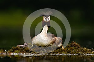 Great Crested Grebe, Podiceps cristatus, water bird sitting on the nest, nesting time, on the dark green lake, bird in the nature