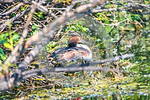 Potápka chocholatá, podiceps cristatus, vodní pták sedící na hnízdě, hnízdění na zeleném jezeře