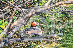 Potápka chocholatá, podiceps cristatus, vodný vták sediaci na hniezde, čas hniezdenia na zelenom jazere