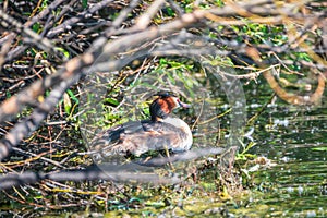 Potápka chocholatá, podiceps cristatus, vodný vták sediaci na hniezde, čas hniezdenia na zelenom jazere