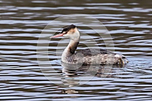 Great Crested Grebe - Podiceps cristatus in winter plumage late December.