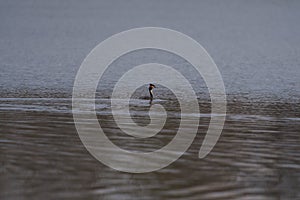 Great Crested Grebe on a pond