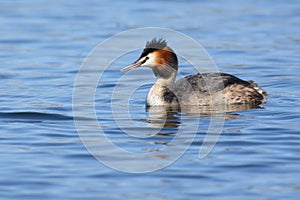 Great Crested Grebe portrait