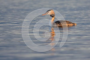 Great Crested Grebe portrait