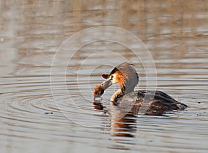 Great Crested Grebe with preyed crab