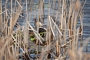 The great crested grebe sitting on eggs in the nest