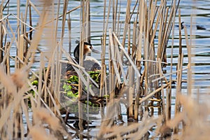 The great crested grebe sitting on eggs in the nest