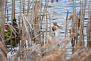 The great crested grebe sitting on eggs in the nest