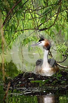 Great Crested Grebe sitting on nest