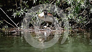 Great crested grebe sitting in the nest