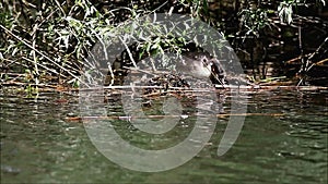 Great crested grebe sitting in the nest