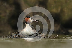The great crested grebe sitting on the nest (Podiceps cristatus)