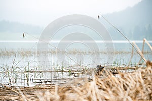 Great crested grebe sitting in the nest. Podiceps cristatus. Wildlife photography with blurred hills on background