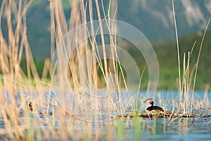 Great crested grebe sitting in nest. Podiceps cristatus. Wildlife photography with blurred mountains on background