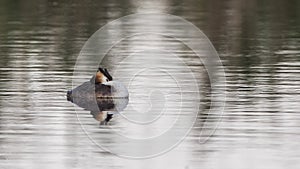 Great Crested Grebe Sleeping on Pond