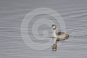 Great Crested Grebe on the Somerset Levels