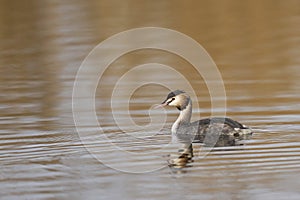 Great Crested Grebe on the Somerset Levels