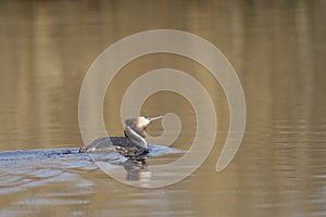 Great Crested Grebe on the Somerset Levels