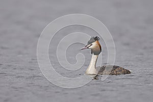 Great Crested Grebe on the Somerset Levels, United Kingdom