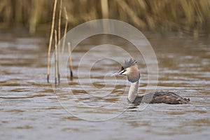 Great Crested Grebe on the Somerset Levels, United Kingdom