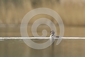 Great Crested Grebe on the Somerset Levels, United Kingdom