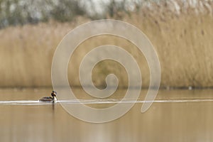 Great Crested Grebe on the Somerset Levels, United Kingdom